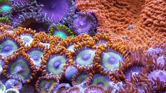 下海7年淌过无数的雷，他想告诉你这6个海缸维护经验