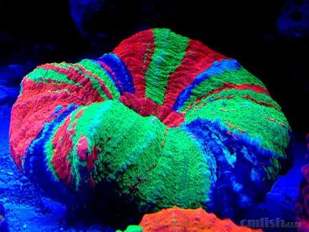 下海7年淌过无数的雷，他想告诉你这6个海缸维护经验