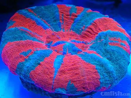 下海7年淌过无数的雷，他想告诉你这6个海缸维护经验