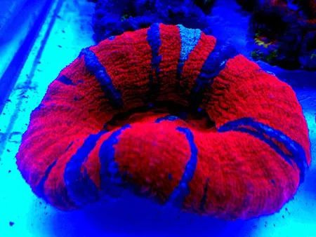 下海7年淌过无数的雷，他想告诉你这6个海缸维护经验