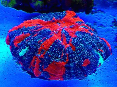 下海7年淌过无数的雷，他想告诉你这6个海缸维护经验