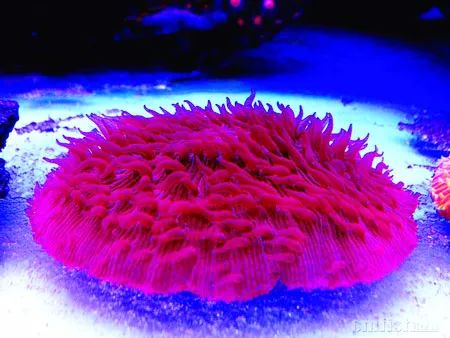 下海7年淌过无数的雷，他想告诉你这6个海缸维护经验