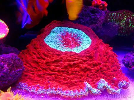 下海7年淌过无数的雷，他想告诉你这6个海缸维护经验