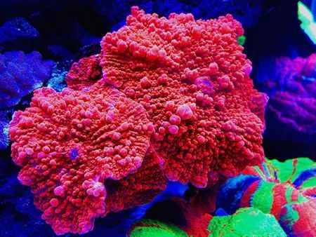 下海7年淌过无数的雷，他想告诉你这6个海缸维护经验