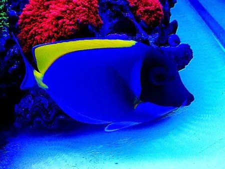 下海7年淌过无数的雷，他想告诉你这6个海缸维护经验