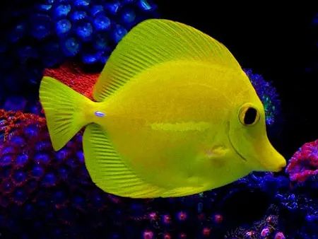 下海7年淌过无数的雷，他想告诉你这6个海缸维护经验