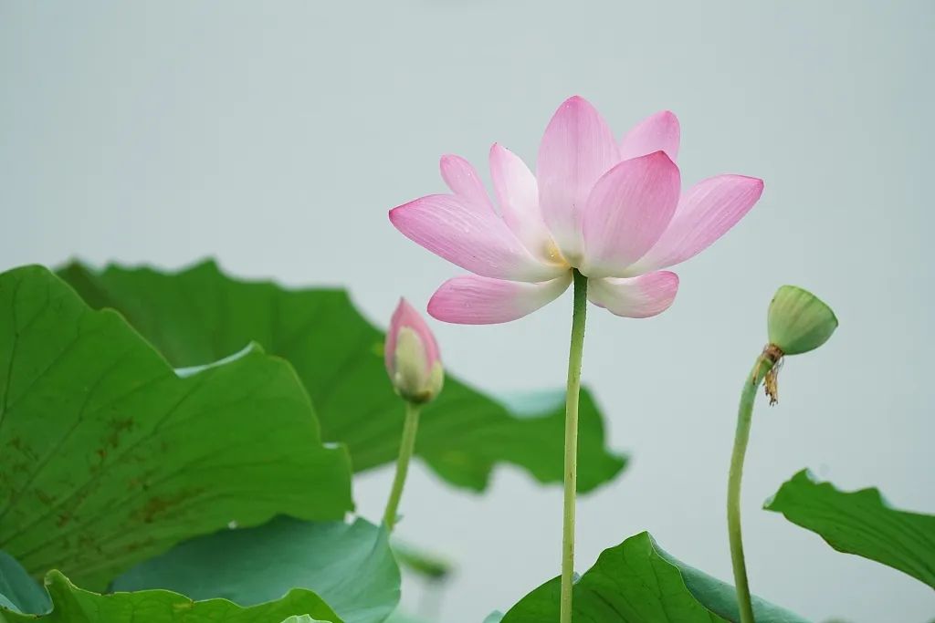 浮生六记双语书籍,浮生六记林语堂