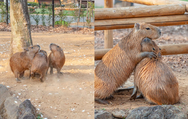 公鸡点穴的视频,公鸡点穴