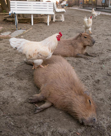 公鸡点穴的视频,公鸡点穴