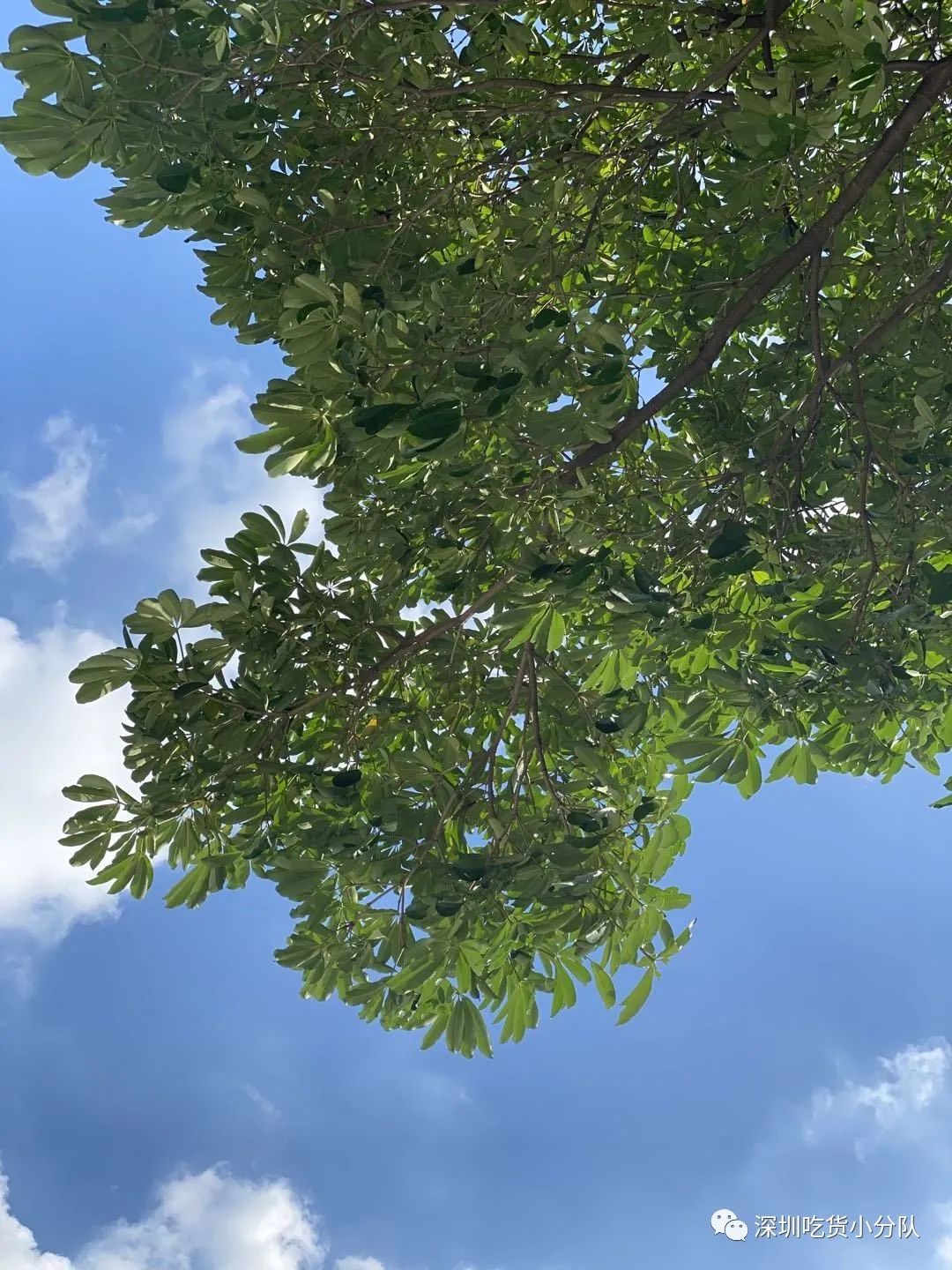 顺德是一个让你不会肚子饿的地方,顺德一个不起眼的地方