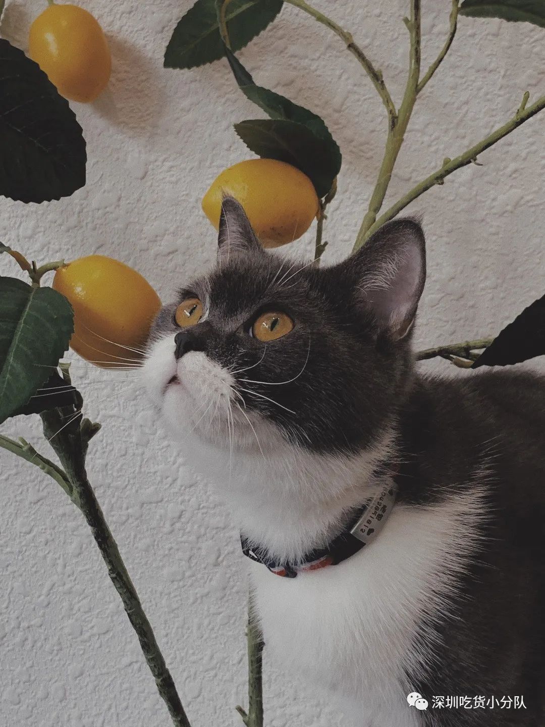 顺德是一个让你不会肚子饿的地方,顺德一个不起眼的地方