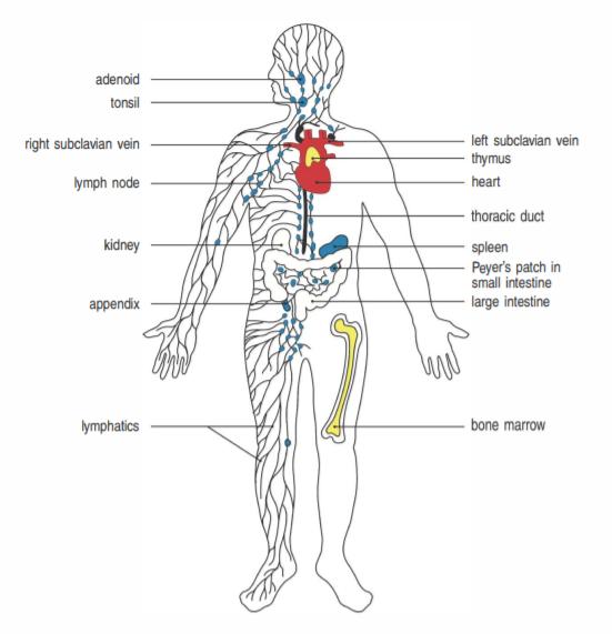人人学懂免疫学第一期,人人学懂免疫学5期