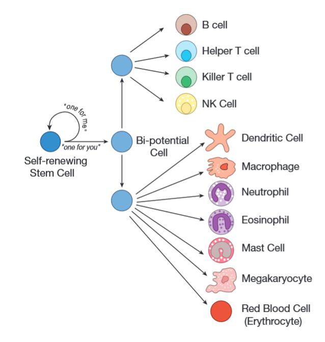 人人学懂免疫学第一期,人人学懂免疫学5期
