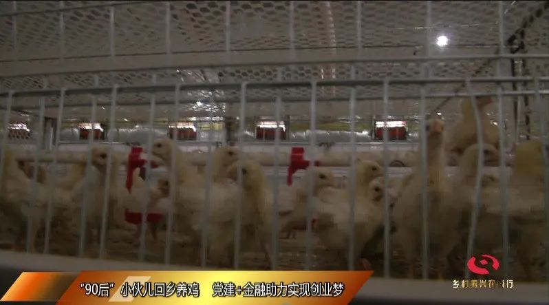 90后小伙养鸡创业带动家乡脱贫,返乡创业养鸡致富带头人