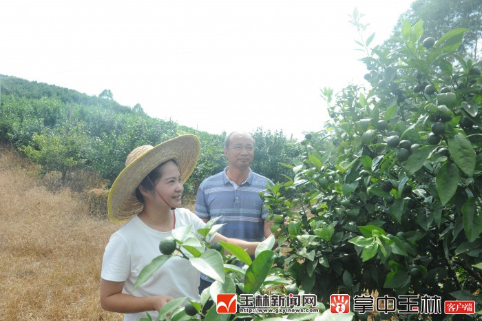 小柑橘扶贫产业,小柑橘产业扶贫