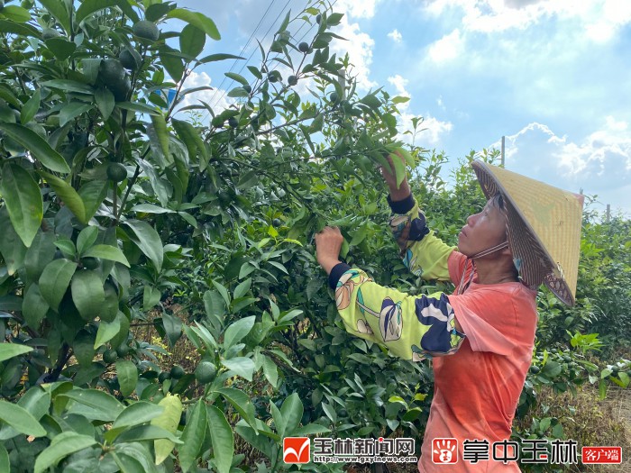 小柑橘扶贫产业,小柑橘产业扶贫