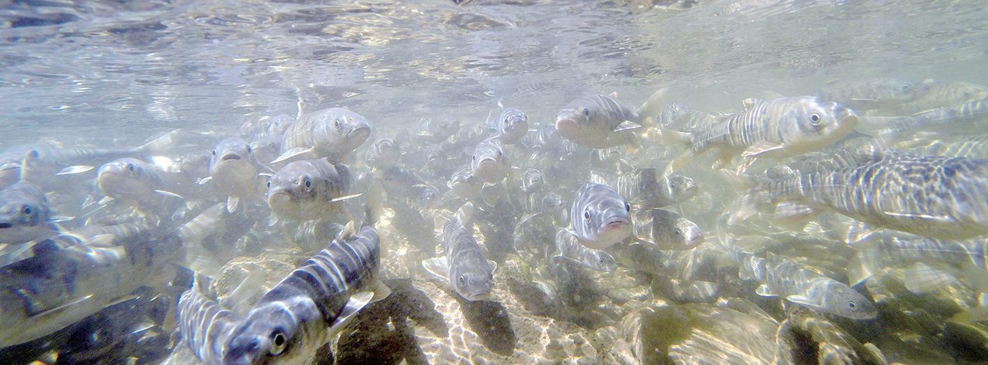 生命的延续青海湖湟鱼洄游,青海看湟鱼洄游