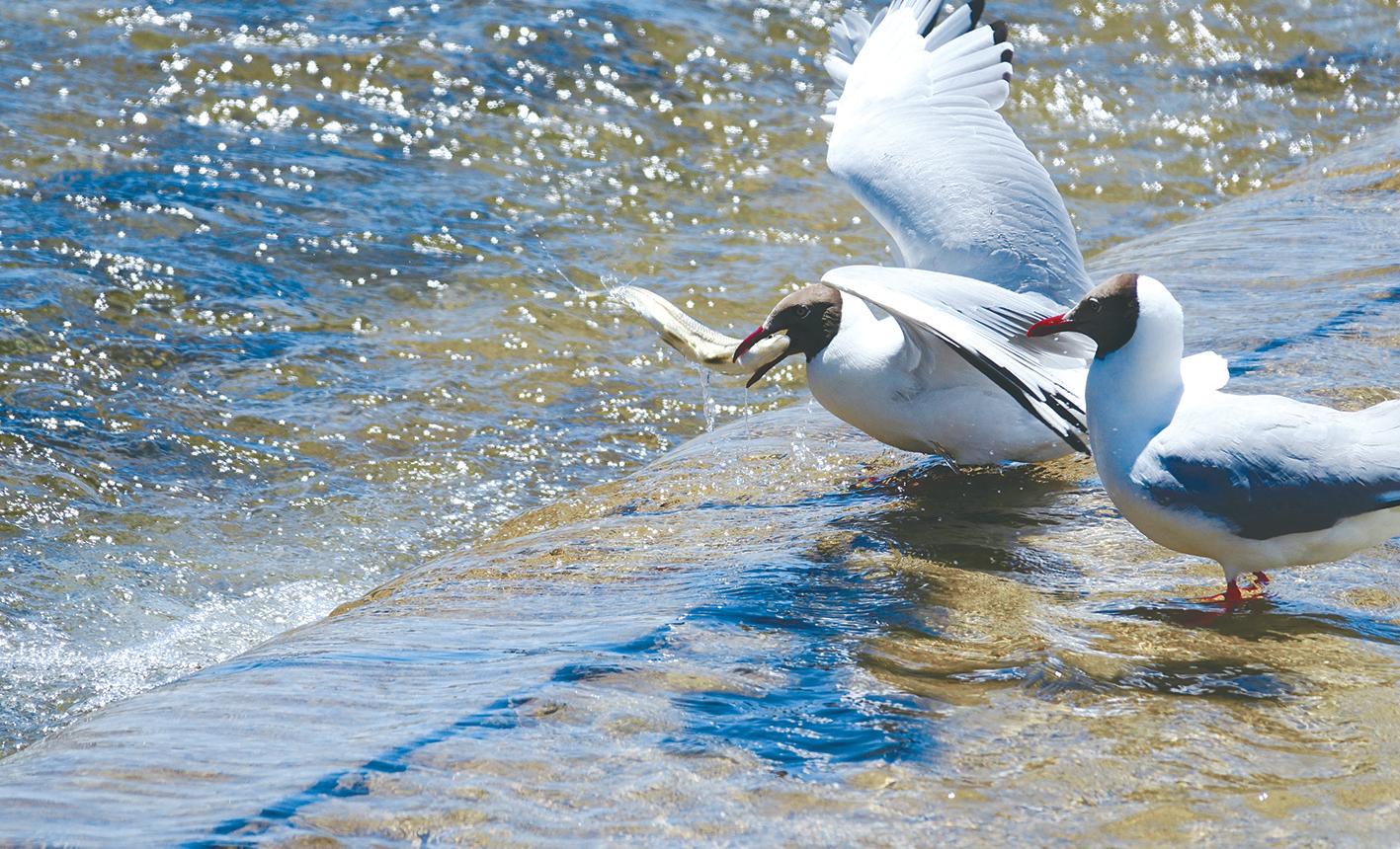 生命的延续青海湖湟鱼洄游,青海看湟鱼洄游