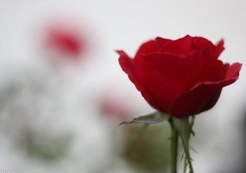 陈海晴‖“以后”总会开花结果