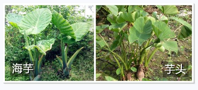 登山突遇大雨，深圳女子咬下这种叶子挡雨，结果中毒送医