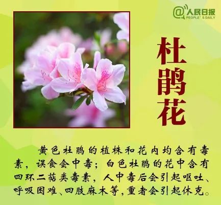 登山突遇大雨，深圳女子咬下这种叶子挡雨，结果中毒送医