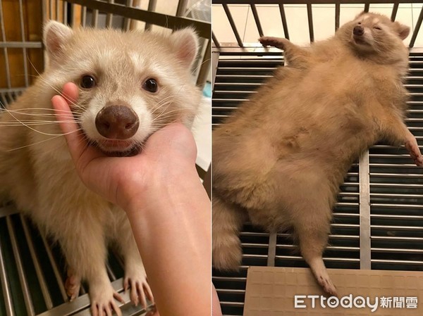 养浣熊的经历,家养浣熊日常怎么养活