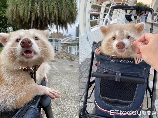 养浣熊的经历,家养浣熊日常怎么养活