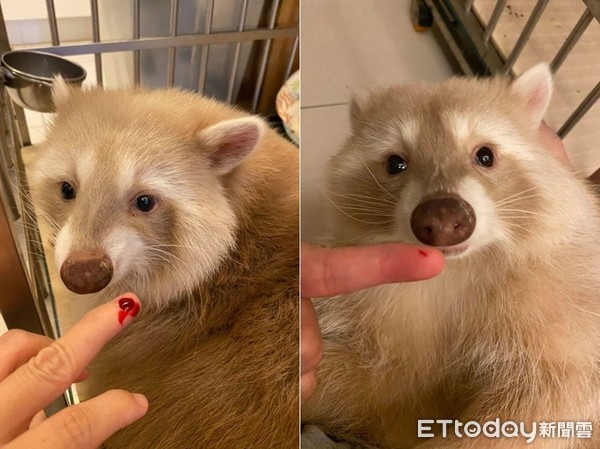 养浣熊的经历,家养浣熊日常怎么养活