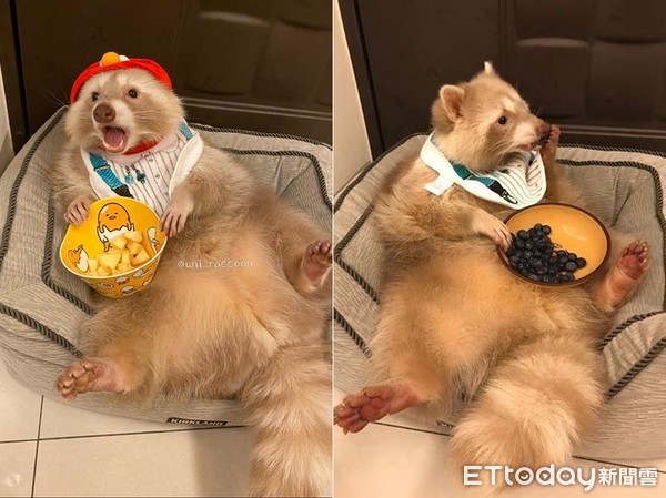 养浣熊的经历,家养浣熊日常怎么养活