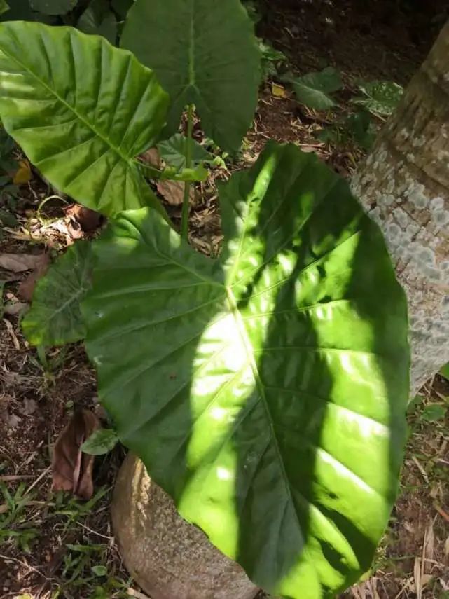 登山突遇大雨，深圳女子咬下这种叶子挡雨，结果中毒送医