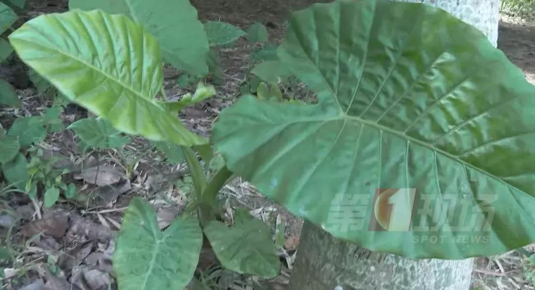 登山突遇大雨，深圳女子咬下这种叶子挡雨，结果中毒送医