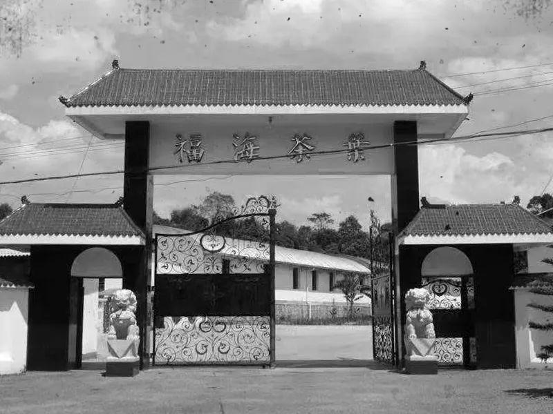 陈年古董普洱茶,普洱生茶老古董茶