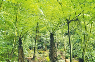 恐龙时期植物桫椤,亿万年前恐龙同时代的蕨类植物