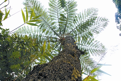 恐龙时期植物桫椤,亿万年前恐龙同时代的蕨类植物