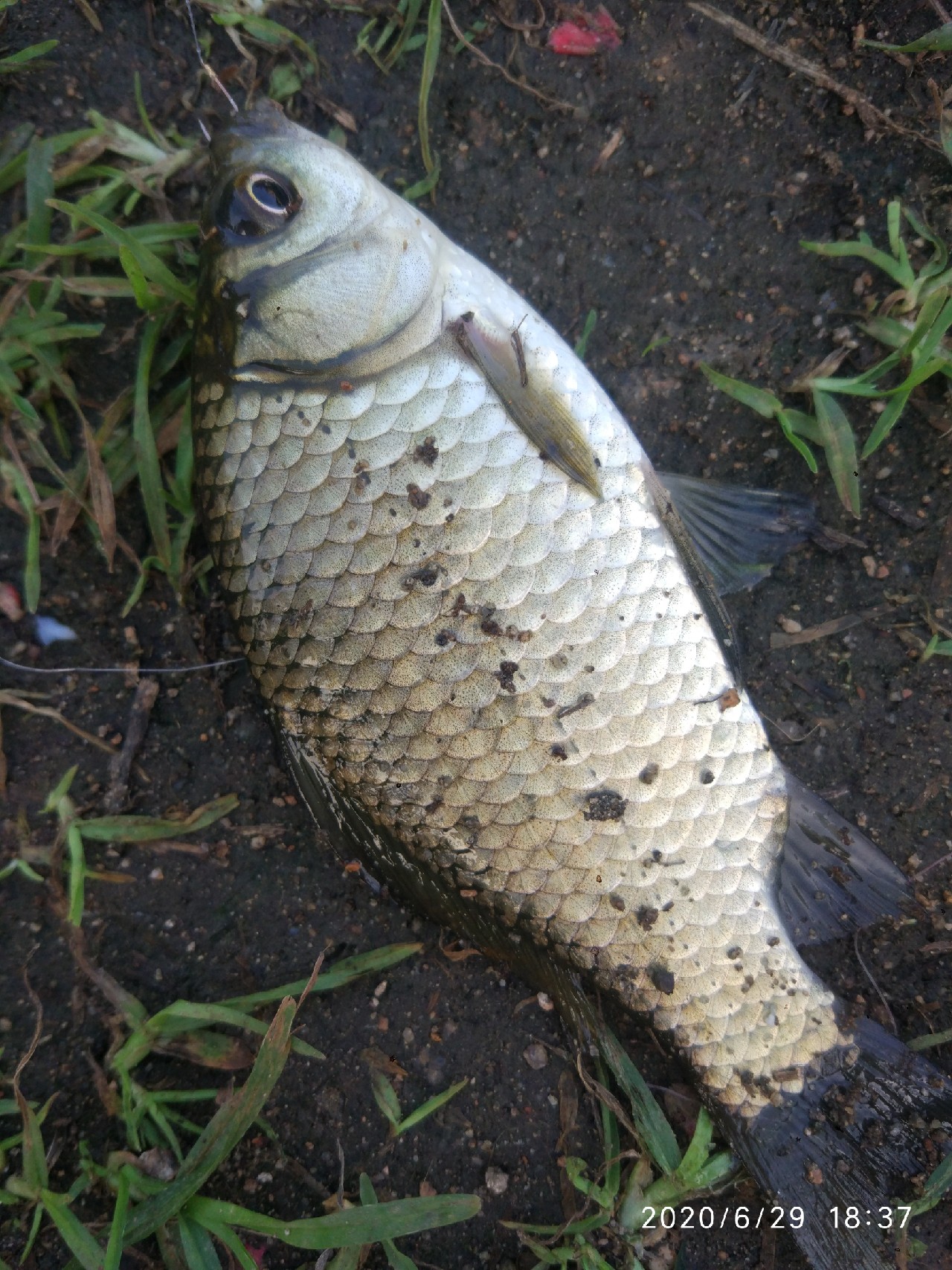 春季雨后初晴钓鱼钓深还是钓浅,雨后钓鱼情况