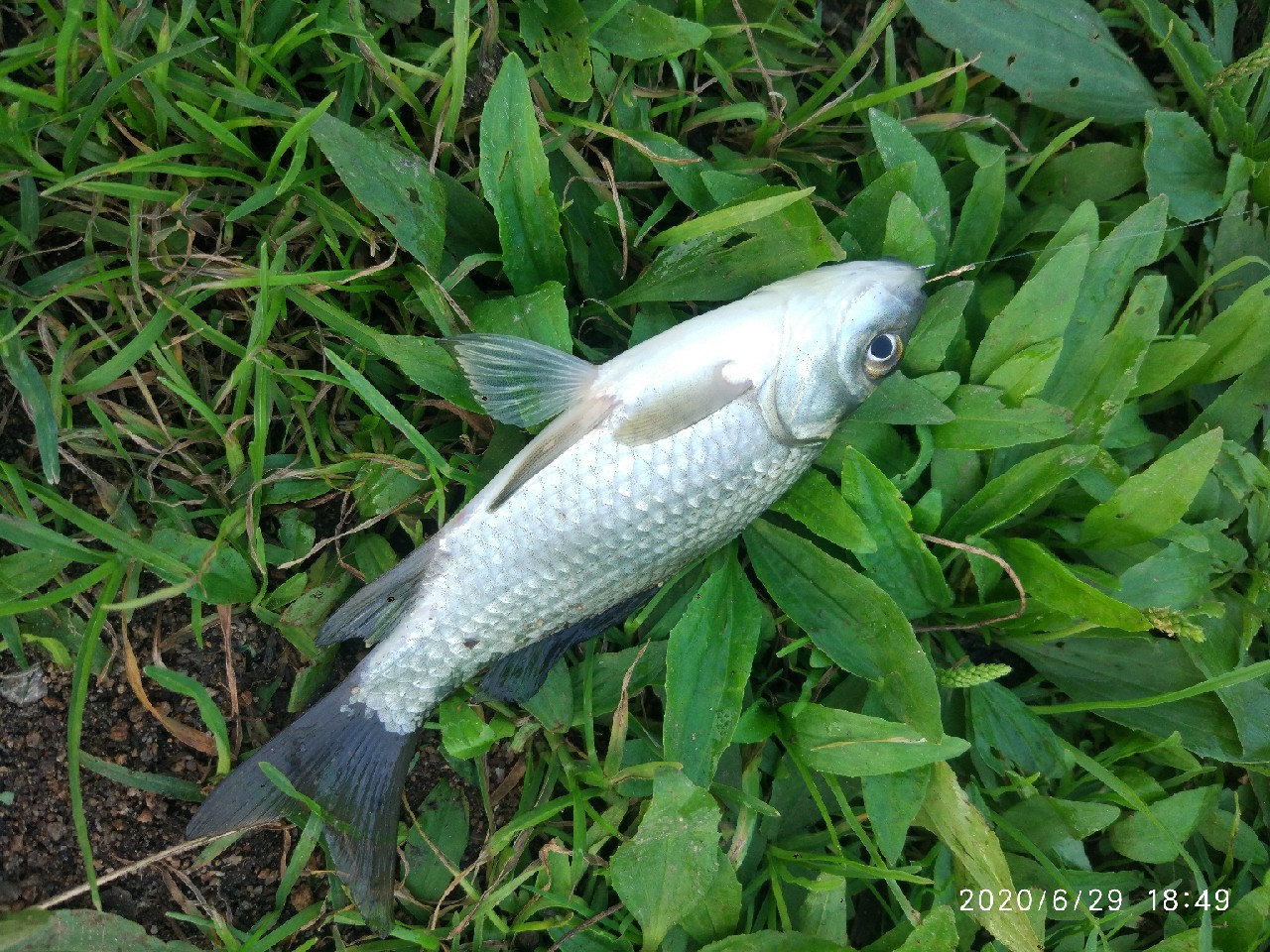 春季雨后初晴钓鱼钓深还是钓浅,雨后钓鱼情况