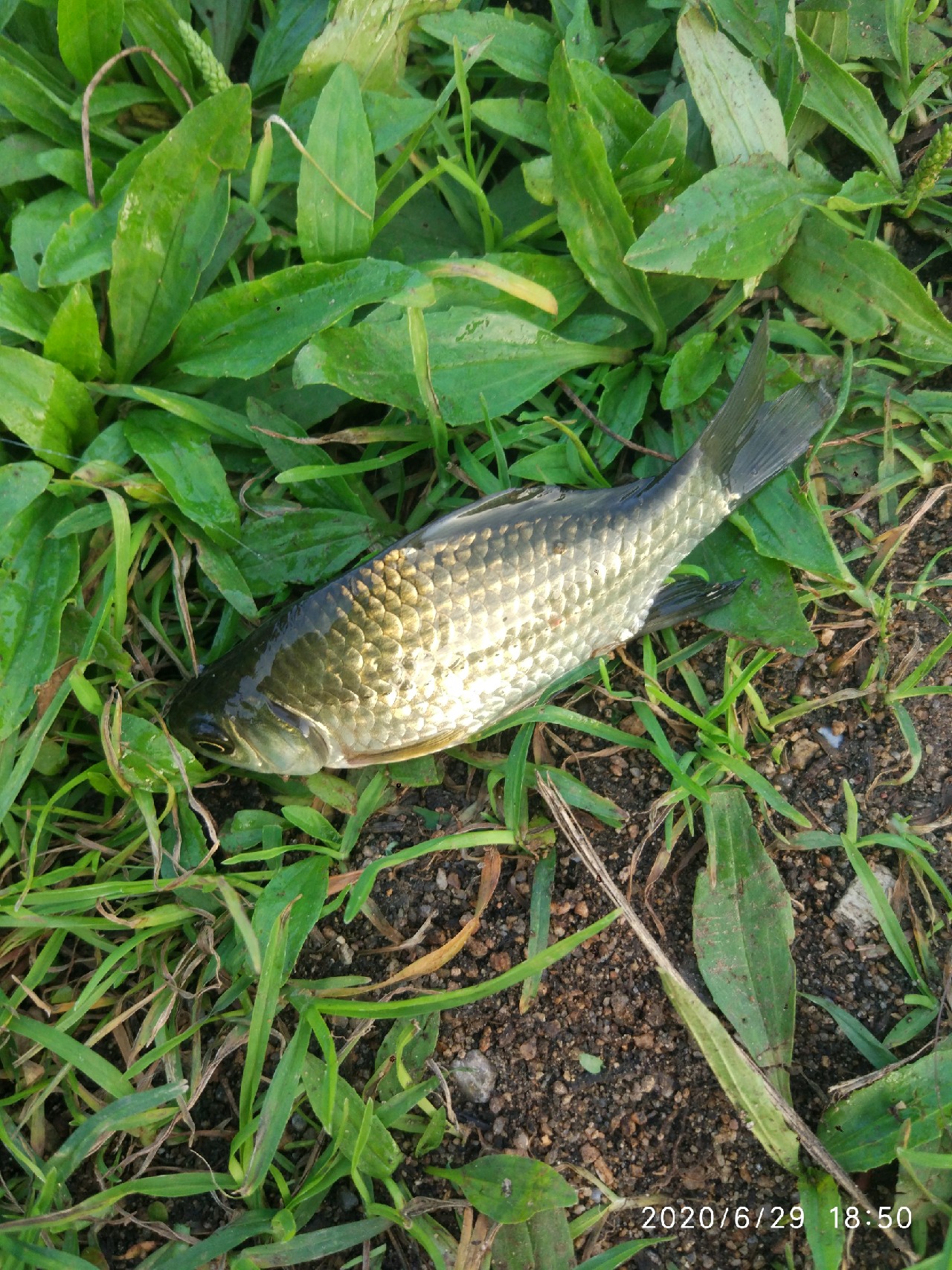 春季雨后初晴钓鱼钓深还是钓浅,雨后钓鱼情况