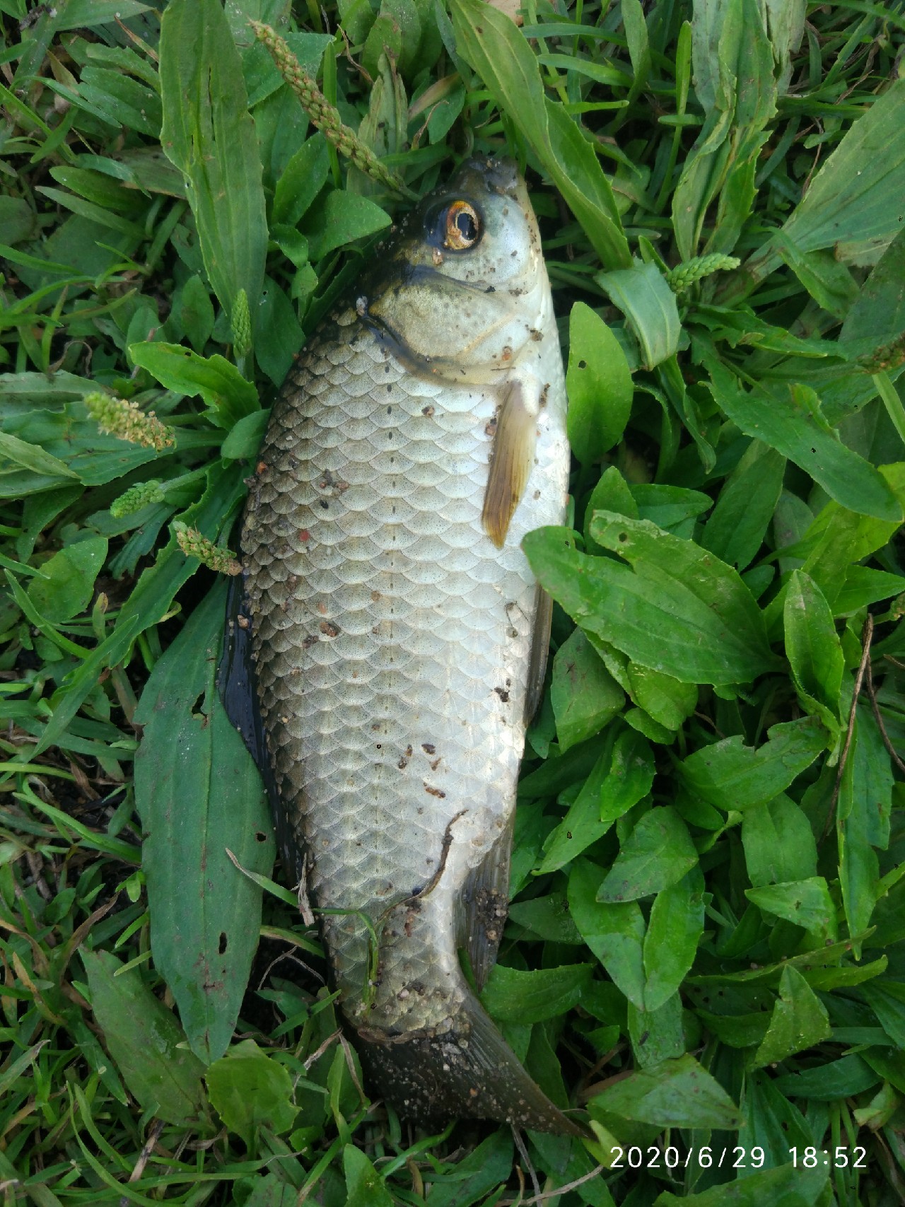 春季雨后初晴钓鱼钓深还是钓浅,雨后钓鱼情况