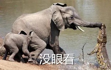 多少人即将得手的爱情,死于这些沙雕回复…