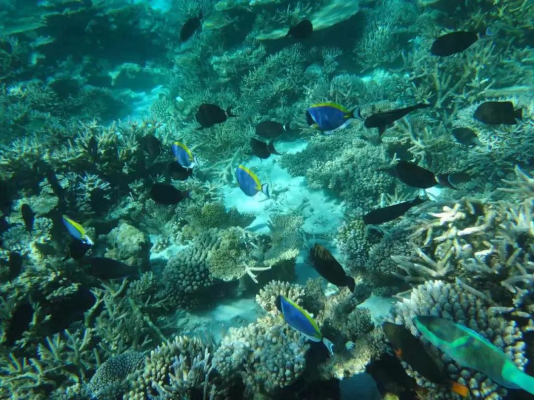 蓝睛生活圈|联手国旅做代购，您值得信赖