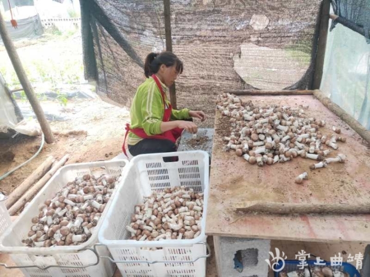 师宗县脚家箐村,云南师宗县姬松茸