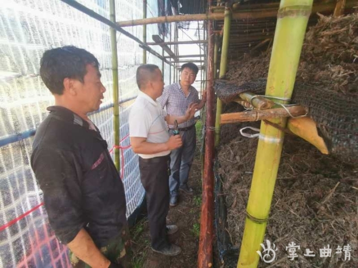 师宗县脚家箐村,云南师宗县姬松茸