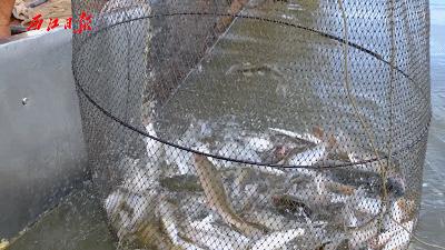 晚上去哪high？“夜猫”们的福利来了！肇庆夜消费指南正式发布！