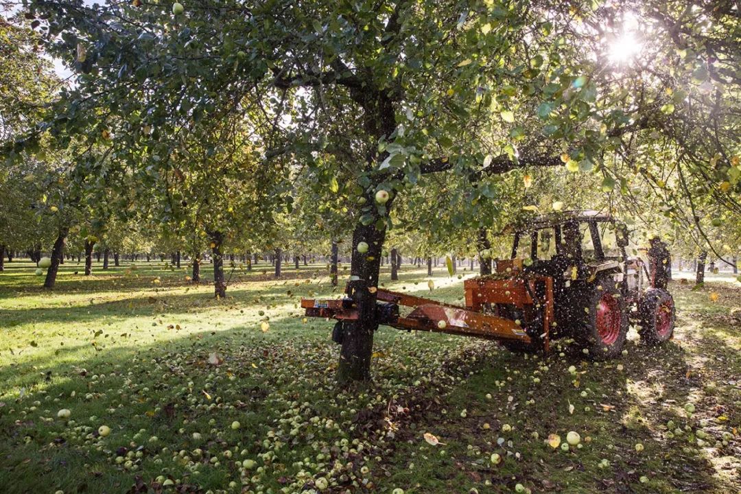 比可乐上头，比奶茶过瘾，成年人的快乐水