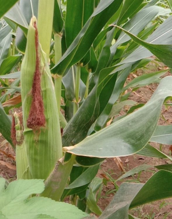 大农户自制辣椒水灭虫配方,阳台种菜自制辣椒水防虫