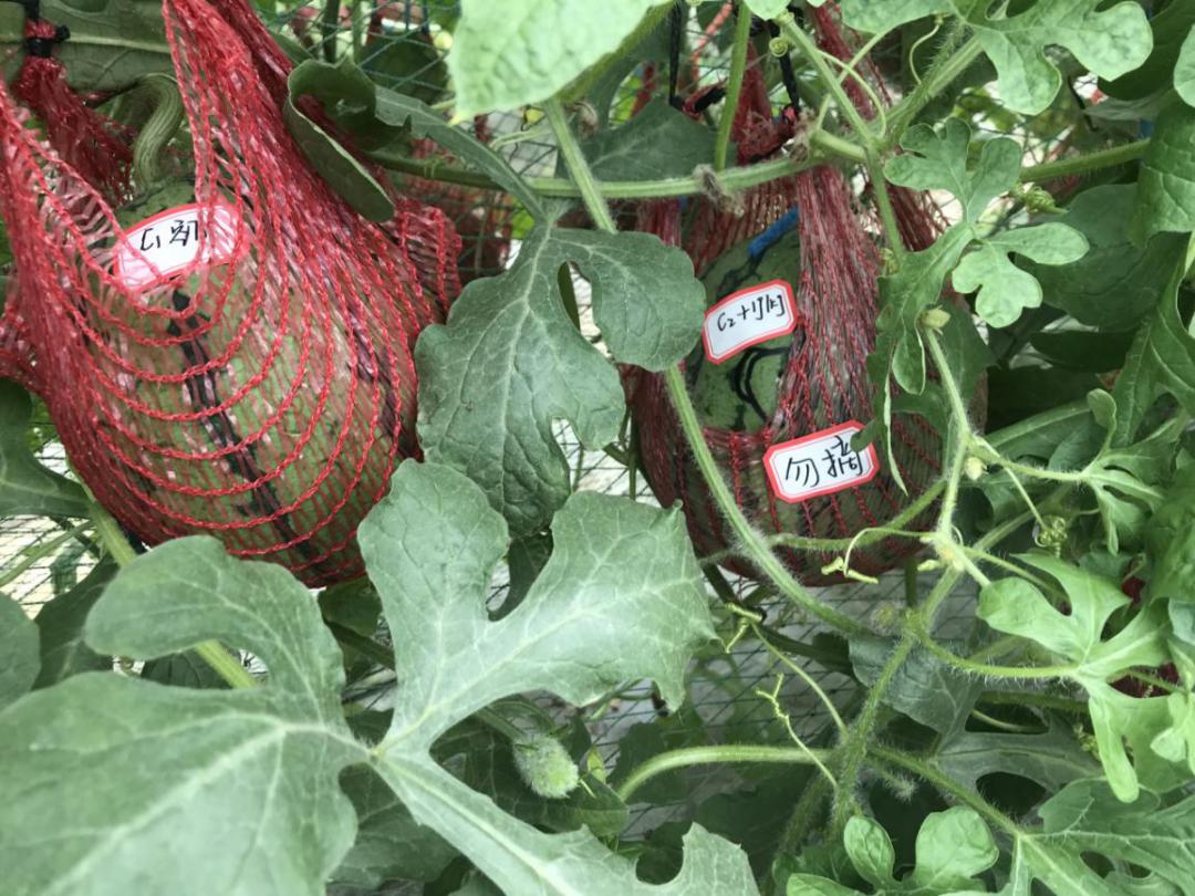 西瓜太甜打了药吗,西瓜太甜打增甜剂了吗