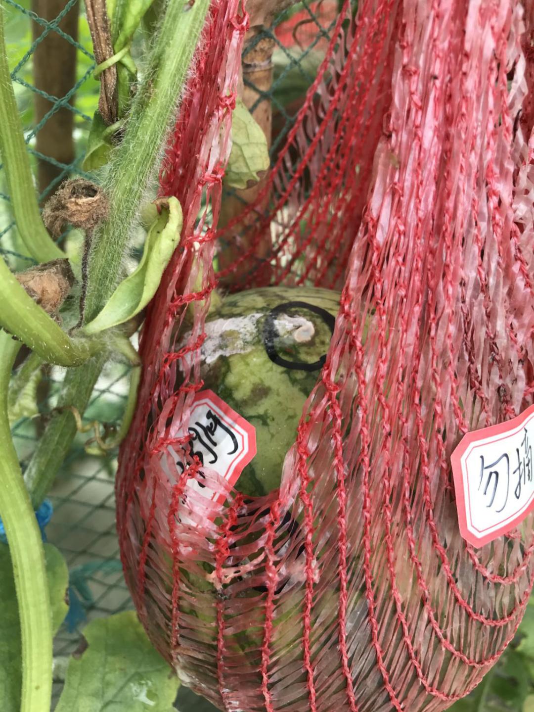 西瓜太甜打了药吗,西瓜太甜打增甜剂了吗