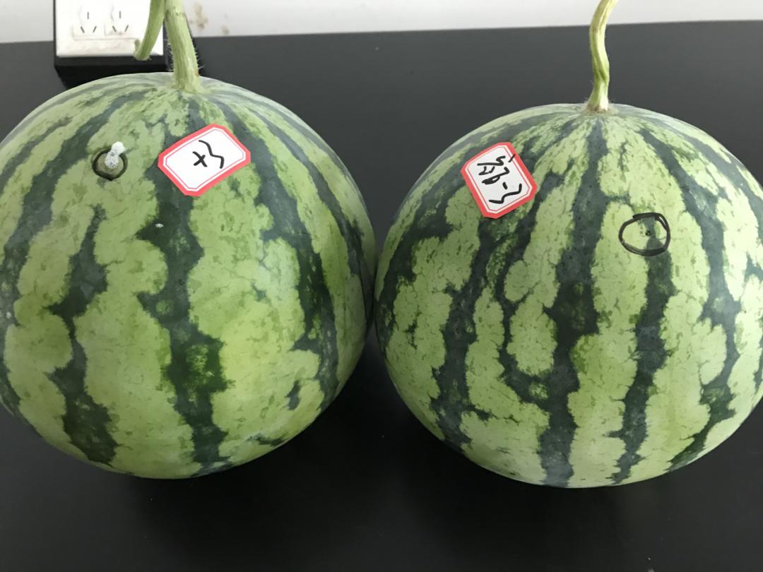 西瓜太甜打了药吗,西瓜太甜打增甜剂了吗