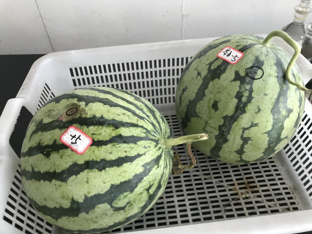 西瓜太甜打了药吗,西瓜太甜打增甜剂了吗