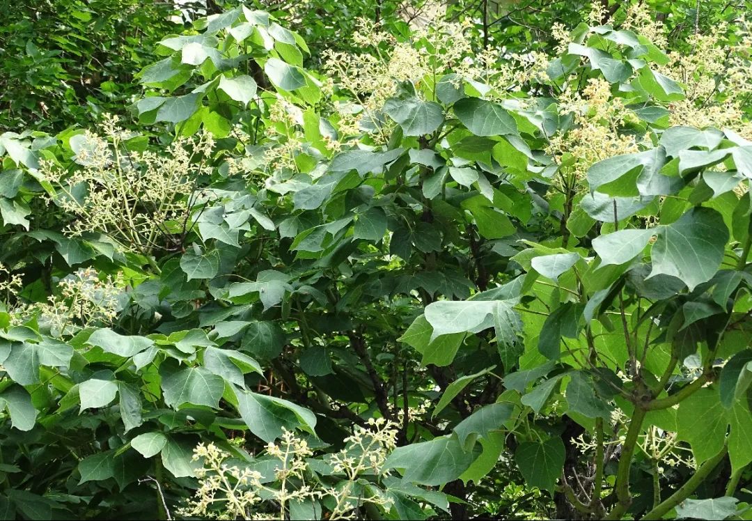 引金凤凰的是什么梧桐树,引凤梧桐最新消息